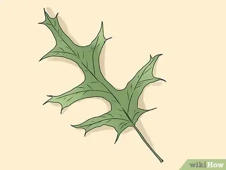 Image titled Identify Oak Leaves Step 15