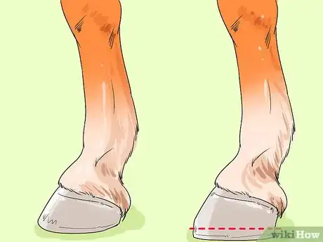 Image titled Ease Your Horse's Sore Hooves After Trimming Step 2