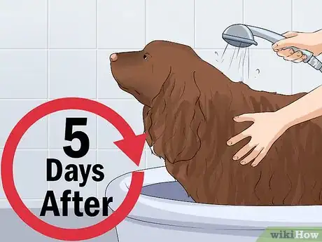 Image titled Clean a Mother Dog After She Gives Birth Step 7