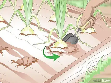 Image titled Harvest Onions Step 4