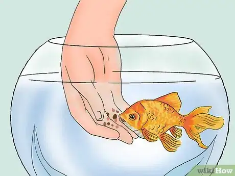 Image titled Train Goldfish Step 4