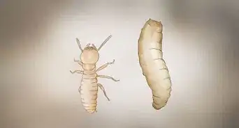 Identify Termite Larvae