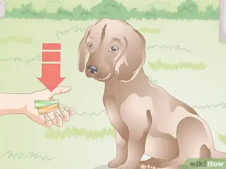 Image titled Teach Your Older Dog Basic Commands Step 9