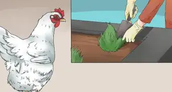 Repel Chickens