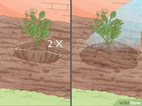 Image titled Grow Lantana Plants Step 9