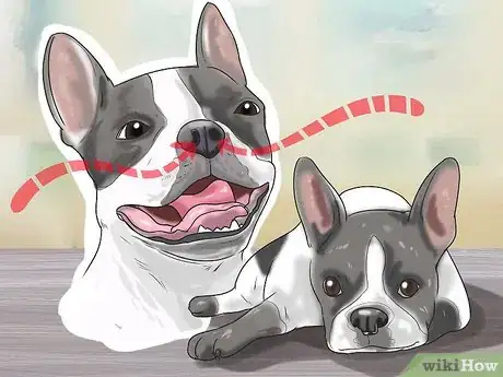 Image titled Know If Your Dog Has Cancer Step 8