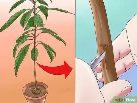 Image titled Grow Avocados Step 13