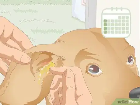 Image titled Clean Your Dog's Ears During a Yeast Infection Step 10