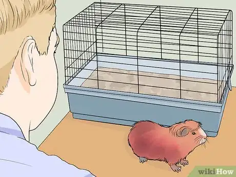 Image titled Get Your Guinea Pig to Lose Weight Step 11