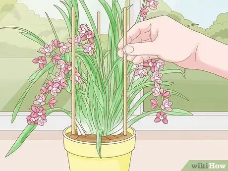 Image titled Grow Cymbidium Orchids Step 6