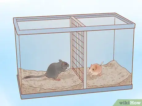 Image titled Breed Gerbils Step 2