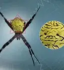 Identify a Banana Spider