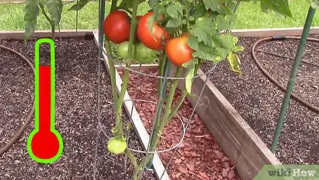 Image titled Grow Tomatoes in a Greenhouse Step 1