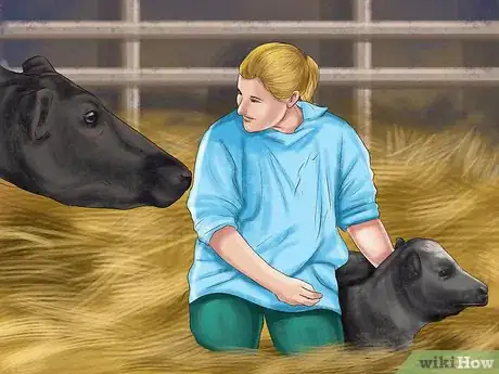 Image titled Tell the Sex of a Newborn Calf Step 1