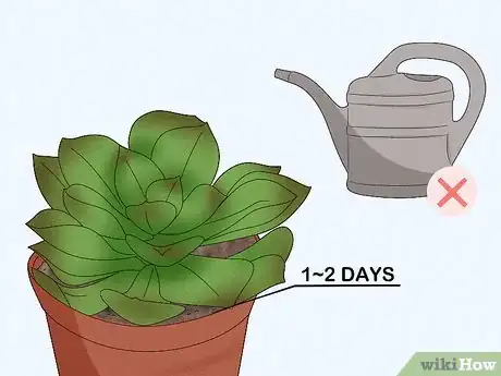 Image titled Water Succulents Step 5