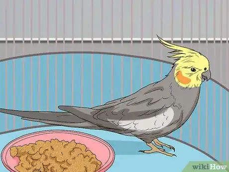 Image titled Spot Signs of Illness in a Cockatiel Step 5