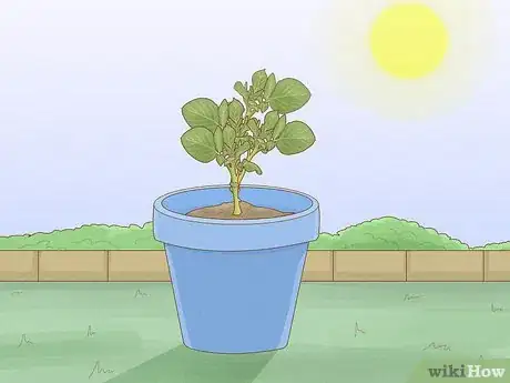 Image titled Grow Potatoes Indoors Step 15