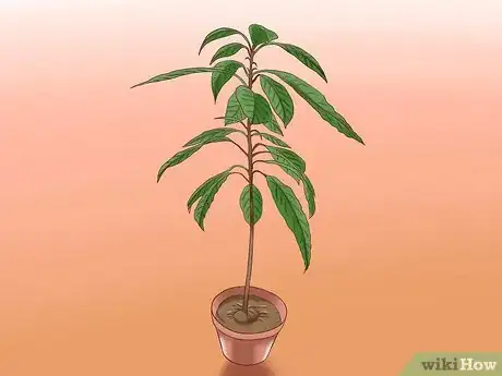 Image titled Grow Avocados Step 12