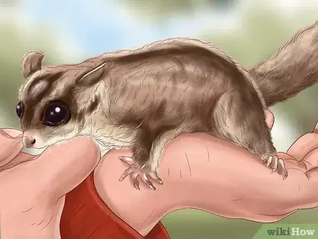 Image titled Pick a Healthy Sugar Glider Step 7