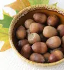 Dry Acorns for Crafts