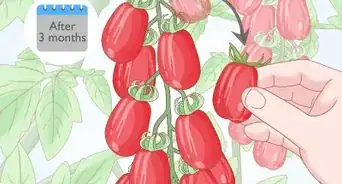 Grow Roma Tomatoes