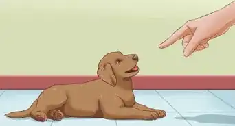 Train a Deaf Puppy