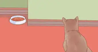 Put Your Cat on a Diet