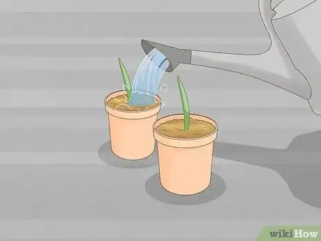 Image titled Care for Your Aloe Vera Plant Step 18