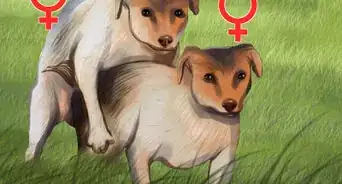 Tell if a Dog Is a Girl or Boy