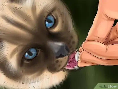 Image titled Encourage Your Cat to Eat Step 5