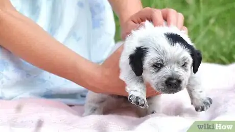 Image titled Bathe a Newborn Puppy Step 12