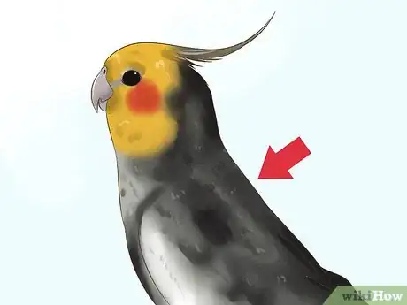 Image titled Tell if a Cockatiel Is Male or Female Step 2