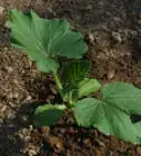 Plant Squash in Hills