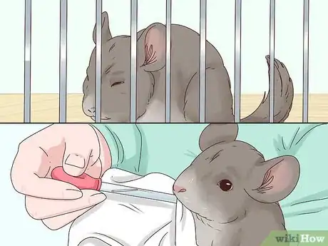 Image titled Help a Choking Chinchilla Step 11