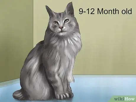 Image titled Identify a Maine Coon Step 6