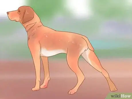 Image titled Determine Your Dog's Breed Step 12