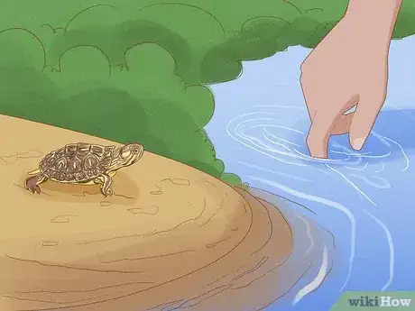 Image titled Catch a Turtle Step 8