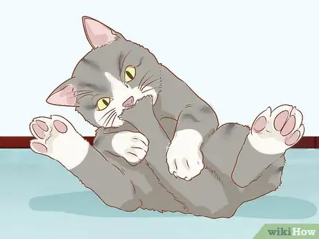 Image titled Diagnose and Treat Anal Gland Disease in Cats Step 5