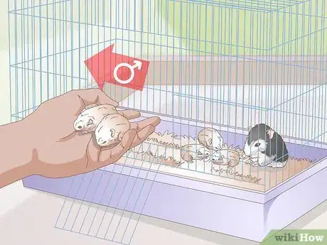 Image titled Breed Dwarf Hamsters Step 11