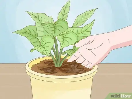 Image titled Revive a Plant Step 3