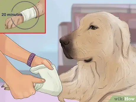 Image titled Stop a Dog from Bleeding Step 7