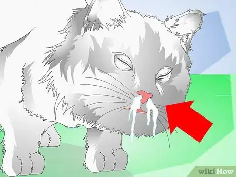 Image titled Get Your Kitten to Eat Step 8