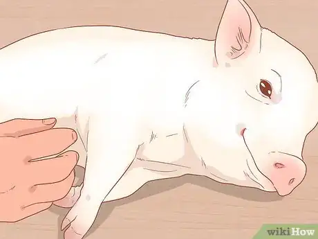 Image titled Train a Pig Step 1