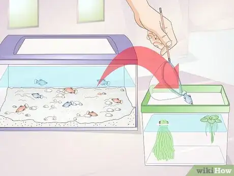 Image titled Take Care of Baby Platy Fish Step 5