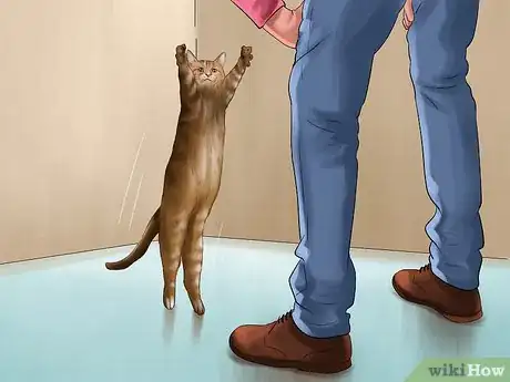 Image titled Identify a Maine Coon Step 9