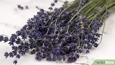 Image titled Make Lavender Oil Step 2