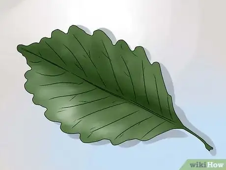 Image titled Identify Oak Leaves Step 12