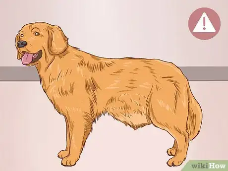 Image titled Help a Dog Pass an Obstruction Step 1