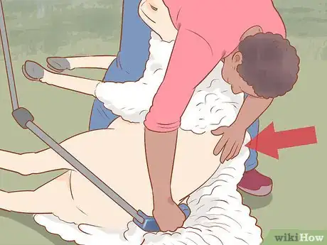 Image titled Shear a Sheep Step 18