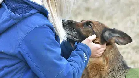 Image titled Take a Dog's Temperature Without Using a Thermometer Step 9